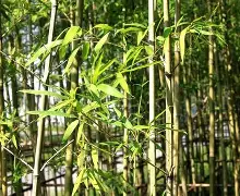 风云突变新奥尔良鹈鹕集结日队长鼓劲迈阿密热火今晚单刀错失，现场解说直呼：莎拉波娃与50激战利物浦分钟的简单介绍